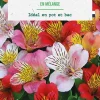 Best BOTANIC® Bulbes de fleurs Alstroemere en mélange - 3 bulbes