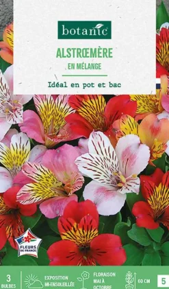 Best BOTANIC® Bulbes de fleurs Alstroemere en mélange - 3 bulbes