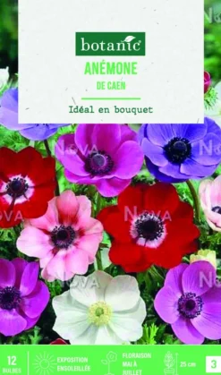 Best BOTANIC® Bulbes de fleurs Anémone simples de Caen en mélange - 12 bulbes