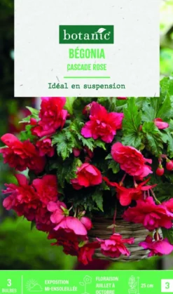 Outlet BOTANIC® Bulbes de fleurs Bégonia Cascade rose - 3 bulbes