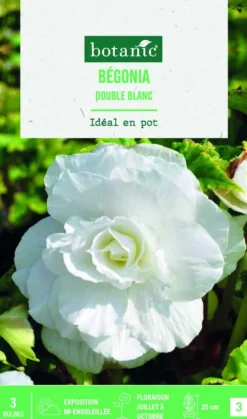 Hot BOTANIC® Bulbes de fleurs Bégonia double blanc - 3 bulbes