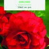 Clearance BOTANIC® Bulbes de fleurs Bégonia double rouge - 3 bulbes