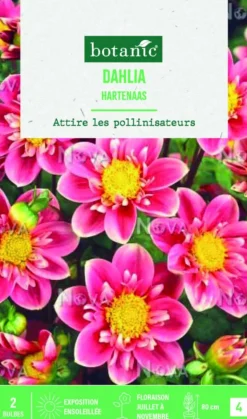 New BOTANIC® Bulbes de fleurs Dahlia collerette Hartenaas - 2 bulbes