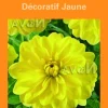 Online BOTANIC® Bulbes de fleurs Dahlia décoratif jaune – 2 bulbes