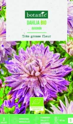 BOTANIC® Bulbes de fleurs Dahlia décoratif Avignon bio - 2 bulbes