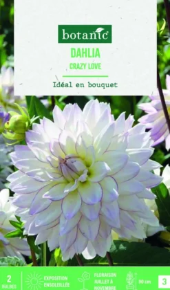 Online BOTANIC® Bulbes de fleurs Dahlia décoratif Crazy Love - 2 bulbes