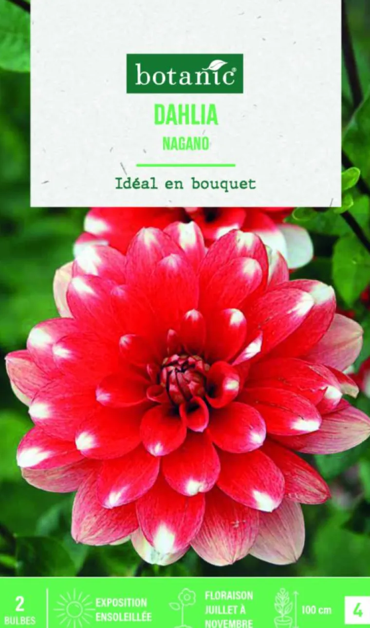 Online BOTANIC® Bulbes de fleurs Dahlia décoratif Nagano - 2 bulbes