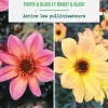 Clearance BOTANIC® Bulbes de fleurs duo de Dahlias nains simples Bright&Black / Tropic&Black - 2 bulbes