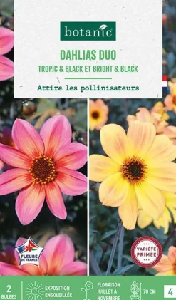 Clearance BOTANIC® Bulbes de fleurs duo de Dahlias nains simples Bright&Black / Tropic&Black - 2 bulbes