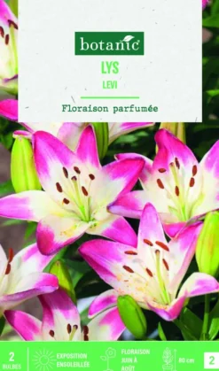 Hot BOTANIC® Bulbes de fleurs Lys asiatique Levu - 2 bulbes
