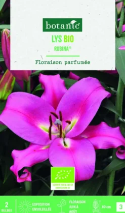 Best BOTANIC® Bulbes de fleurs Lys oriental Robina bio - 2 bulbes