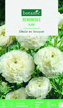 New BOTANIC® Bulbes de fleurs Renoncule asiatique blanc – 12 bulbes