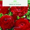 Hot BOTANIC® Bulbes de fleurs Renoncule asiatique rouge – 12 bulbes