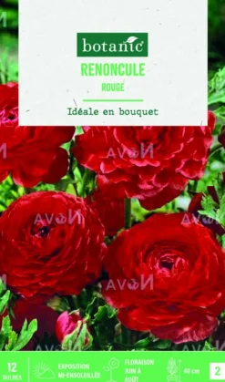Hot BOTANIC® Bulbes de fleurs Renoncule asiatique rouge – 12 bulbes