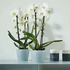 Best ELHO Cache pot Brussel Orchidees