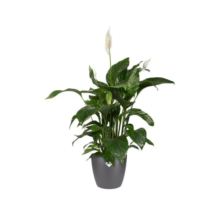 Hot ELHO Cache-pot Brussels rond Ø 16 x 14,6 cm polypropylène injecté