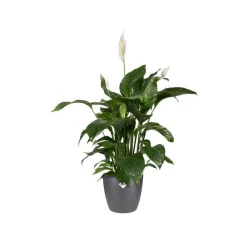 Clearance ELHO Cache-pot Brussels rond Ø 20x 18,6 cm polypropylène injecté