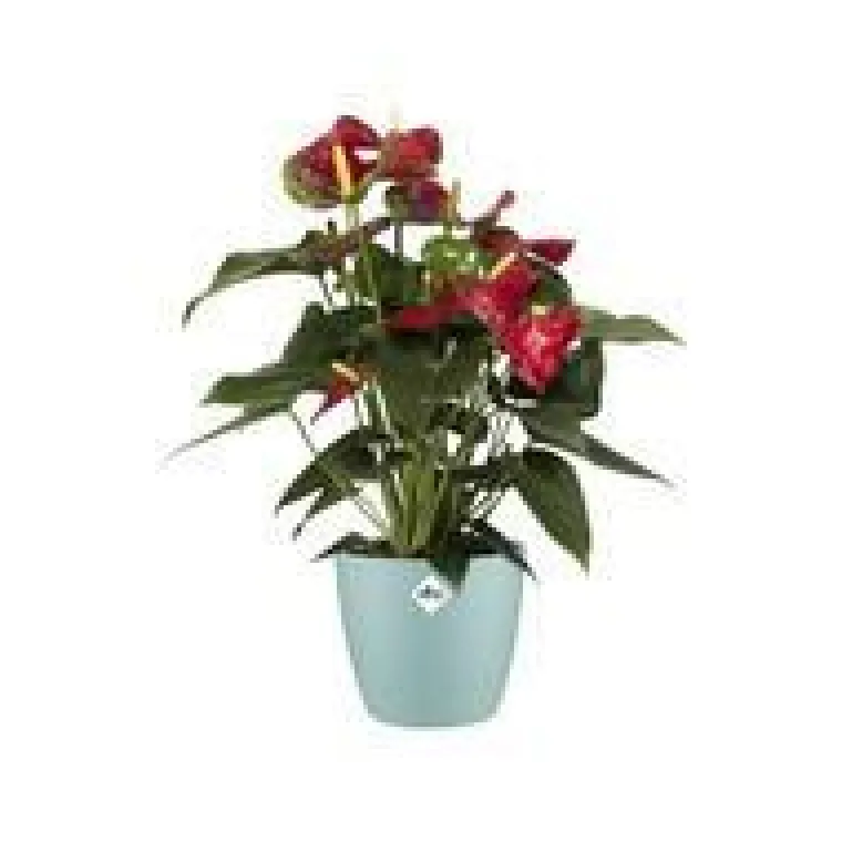 Sale ELHO Cache-pot en plastique coloris vert menthe Brussels M16 - Ø 16 cm