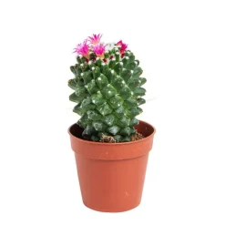 New BOTANIC® Cactus varié - Pot 5,5 cm de diamètre