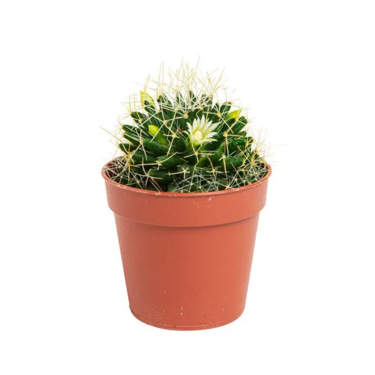 New BOTANIC® Cactus varié - Pot 5,5 cm de diamètre