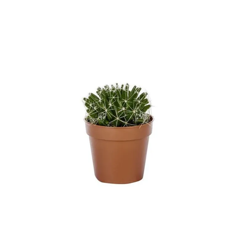 New BOTANIC® Cactus varié - Pot 5,5 cm de diamètre