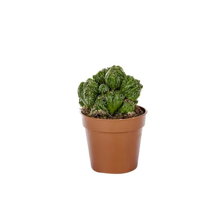 New BOTANIC® Cactus varié - Pot 5,5 cm de diamètre