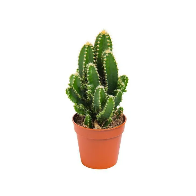 New BOTANIC® Cactus varié - Pot 5,5 cm de diamètre