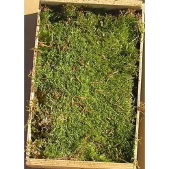 Hot Caisse de mousse naturelle verte pour décoration de Noël - 16 x 24 cm