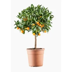 Online Calamondin. Le pot de 7 litres
