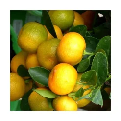 Online Calamondin. Le pot de 7 litres