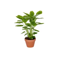 New Calathéa – Pot en terre 14 cm de diamètre