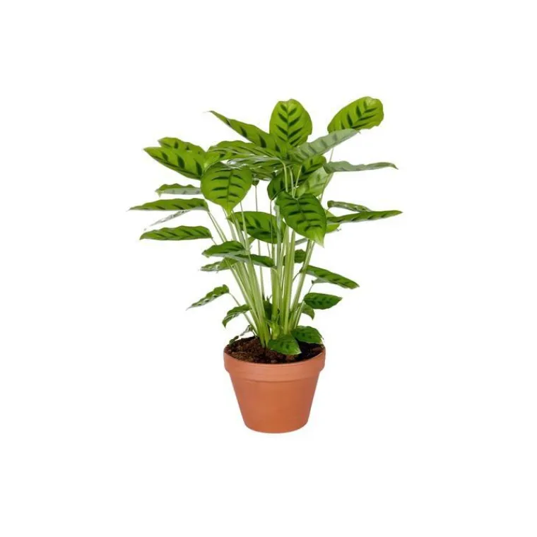 New Calathéa – Pot en terre 14 cm de diamètre