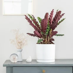 Best BOTANIC® Calathea Lancifolia vert en pot blanc émaillé . Le pot Ø 18 cm