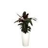 Sale Calathea warscewiczii et son pot Rondo premium Ø 32 blanc