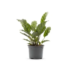 Hot BOTANIC® Calathea Zebrina multicolore. Le pot Ø 10,5 cm