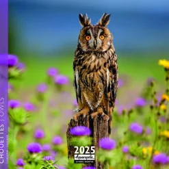 Sale AQUARUPELLA Calendrier 2025 chouettes coloris multicolore - 16,5 x 16,5 cm