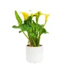 New Calla mix + cache-pot de 10.5 cm