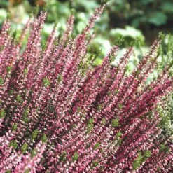 Outlet Calluna ou Bruyère commune variée rose. Le pot déco de 3 litres