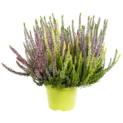 Sale Callune variété Arlequin. Le pot de 1 litre