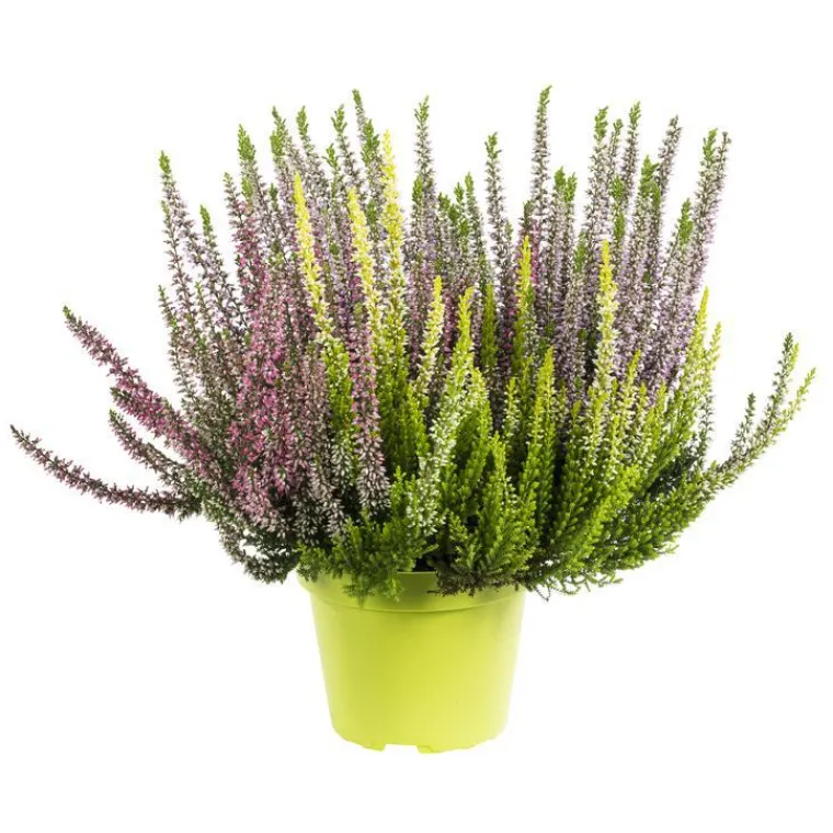 Sale Callune variété Arlequin. Le pot de 1 litre