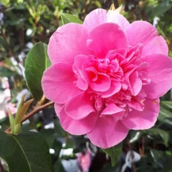 New Camélia de Noël. Le pot de 4 litres