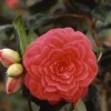 Hot Camélia Japonica variée 40/50. Le pot de 4 litres