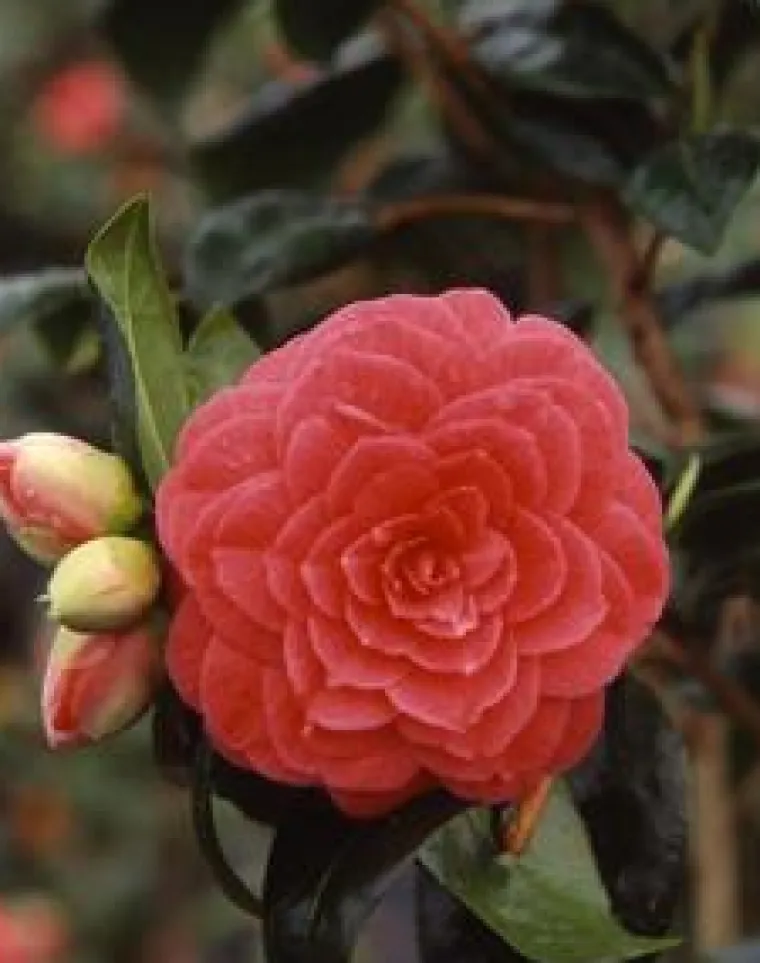 Hot Camélia Japonica variée 40/50. Le pot de 4 litres