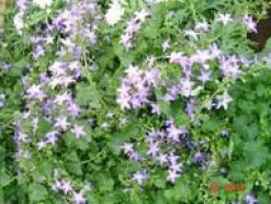 Clearance Campanula Isophylla - Le pot de 10,5 cm