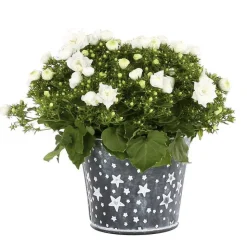 Sale Campanule - Pot zinc étoilé