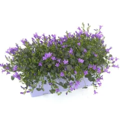 New Campanule Addenda - La jardinière de 40 cm