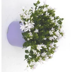 Outlet Campanule Addenda en duo de s - Le pot de 1 litre