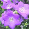 Clearance Campanule des Carpates - Le pot de 3 litres