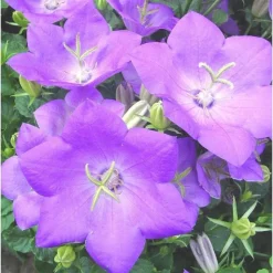 Clearance Campanule des Carpates - Le pot de 3 litres