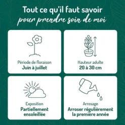 Best BOTANIC® Campanule des Carpates bleue - Le pot de 9 x 9 cm